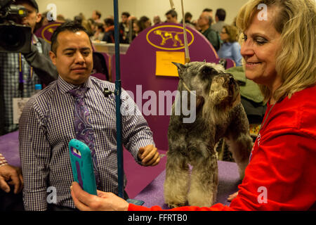 New York, USA. 16 Février, 2016. Un Schnauzer nain pose pour une zone souterraine dans les selfies de la 140e Westminster Kennel Club dog show au Madison Square Garden. Credit : Ed Lefkowicz/Alamy Live News Banque D'Images