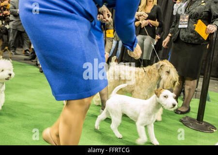 New York, USA. 16 Février, 2016. Les chiens et leurs maîtres sur le point d'entrer dans le ring à la 140e Westminster Kennel Club dog show au Madison Square Garden. Credit : Ed Lefkowicz/Alamy Live News Banque D'Images