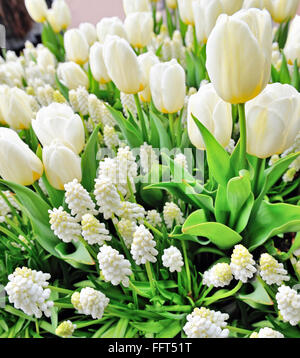 Tulipes blanches et muscari au printemps Banque D'Images