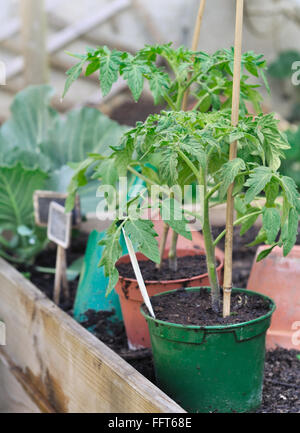 Les plants de tomates en pot dans le jardin Banque D'Images