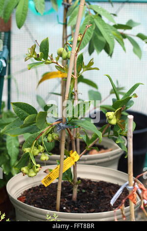 Syzygium samarangense croissante ou connu sous le nom de Wax jambu dans un pot Banque D'Images