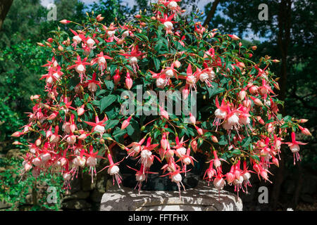 Blanche et rose fuchsia Trailing plante dans un panier. Banque D'Images