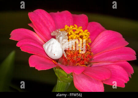 Image panoramique de crabe araignée Thomisus spectabilis blanc sur rouge vif / rose pétales de fleur zinnia contre fond noir-vert foncé en Australie Banque D'Images