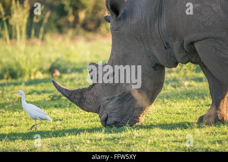 Un rhinocéros blanc avec un héron garde-boeuf de pâturage ouvre la voie d'oiseaux Banque D'Images