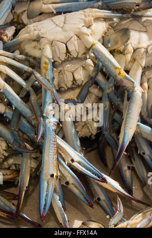 Crabe bleu à vendre dans un marché aux poissons Banque D'Images