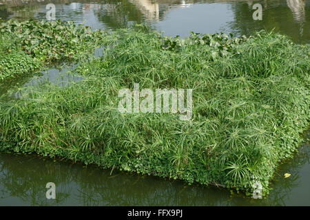 Îles flottantes de diverses plantes ancrée dans un lac pour attirer la faune, Hanoi, Vietnam, Janvier, Banque D'Images