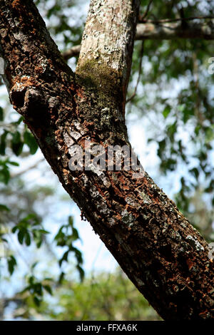 Arbre généalogique nom botanique du bois de santal Santalum album , le parc national de Periyar , kerala , Inde - 122321 Banque D'Images