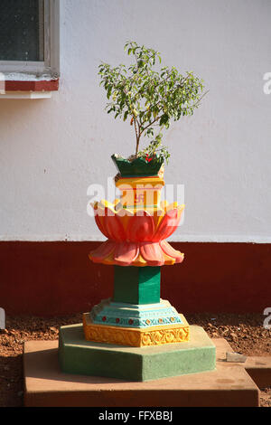 Tulsi Vrindavan en face de la maison , plante médicinale , basilic sacré , nom Latin Ocimum sanctum , Inde Banque D'Images