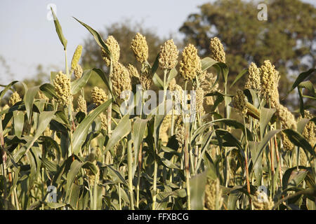 Céréales , gros plans de grains de sorgho jawari jawar en terrain , MAHARASHTRA , INDE Banque D'Images