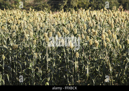 Jawar Jawari Jowar Sorghum field , Maharashtra , Inde , Asie Banque D'Images