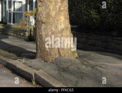 Un arbre qui pousse sur un trottoir sur une route bordée d'arbres à Ecclesall Sheffield, qui a été réservée à l'abattage, UK Banque D'Images