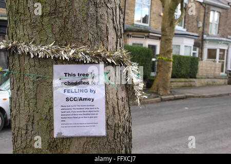 Un signe sur un arbre décoré de guirlandes alerts passants que l'arbre de la route est réservée pour abattage, d'Ecclesall, Sheffield, Royaume-Uni Banque D'Images