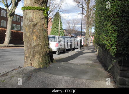 Un arbre qui pousse sur un trottoir à Sheffield décorés de guirlandes indique qu'il a été réservé pour l'abattage, Sheffield England UK Banque D'Images