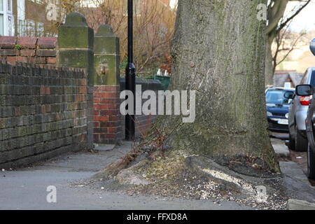 Un arbre qui pousse sur un trottoir sur une route bordée d'arbres dans une banlieue verdoyante, Ecclesall de Sheffield, Yorkshire du Sud - 2016 Banque D'Images