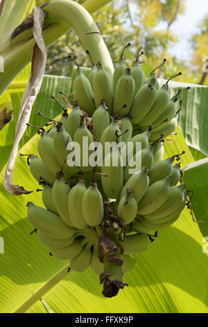 Lady-doigts ou des bananes, sucre Musa acuminata, fruits verts sur la plante, Bangkok, Thaïlande Banque D'Images