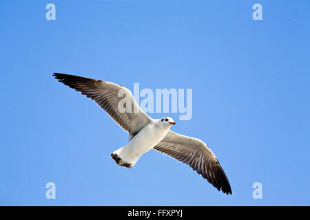 Goéland argenté Larus argentatus dans ciel bleu Banque D'Images