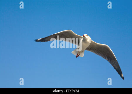 Goéland argenté Larus argentatus dans ciel bleu Banque D'Images