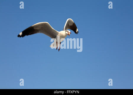 Goéland argenté Larus argentatus dans ciel bleu Banque D'Images