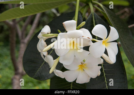 Fleurs blanches sur un frangipanier, Plumeria sp., une plante tropicale, Bangkok, Thaïlande Banque D'Images