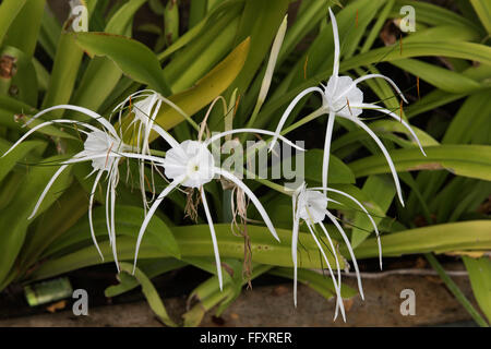 Une Jonquille péruvienne ou beach spider lily, Hymenocallis littoralis, la floraison des plantes à bulbe d'ornement, Thaïlande Banque D'Images