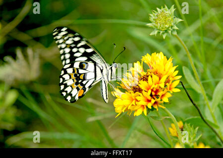 Papillon , insectes sur fleurs de souci à Jodhpur , Rajasthan , Inde Banque D'Images