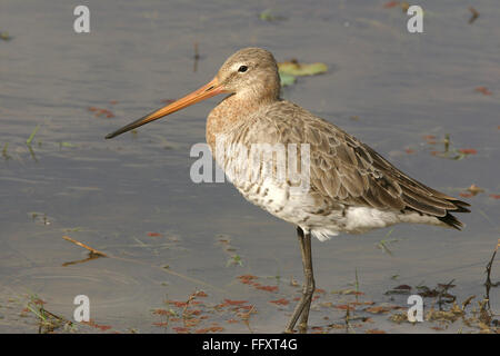 Barge à queue noire , oiseaux Limosa limosa , la Réserve de tigres de Ranthambore National Park , Rajasthan , Inde Banque D'Images