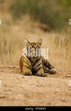 Tiger Panthera tigris tigre du Bengale dans la réserve de tigres de Ranthambore national park , Rajasthan , Inde Banque D'Images