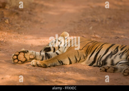 Panthera tigris tigre tigre Ranthambore , dormir , Rajasthan , Inde Banque D'Images