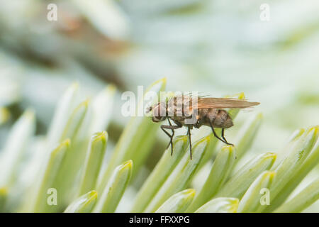 Mouche commune immobile sur les aiguilles de sapin vert plantes en arrière-plan flou. Banque D'Images