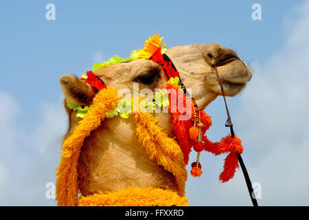 Camel, Puri, Orissa, Inde Banque D'Images