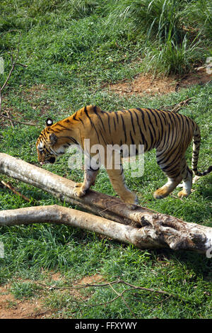 Tigre du Bengale Panthera tigris crossing barre en bois dans la région de Guwahati Assam , zoo , Inde Banque D'Images