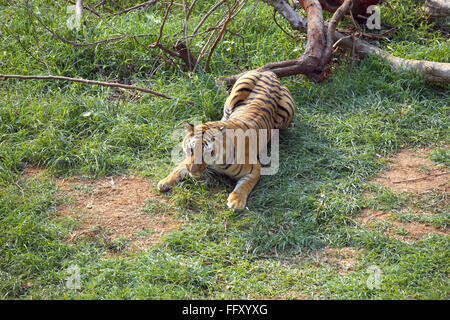 Tigre du Bengale Panthera tigris en vous relaxant dans le zoo de Guwahati Assam , , Inde Banque D'Images