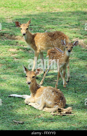 Chital ou spotted deer fawn et Axis axis à Guwahati Assam , zoo , Inde Banque D'Images