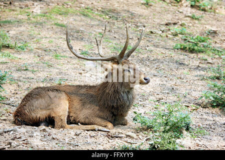 Cerf des marais ou Barasingha Cervus Duvauceli , zoo à Guwahati Assam, Inde Banque D'Images