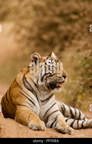 Tiger Panthera tigris se reposant dans le parc national de Ranthambore , Rajasthan , Inde Banque D'Images