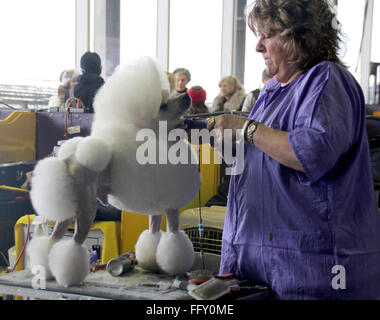 New York, NY, USA. Feb 15, 2016. Propriétaire de chien Leslie Simis prépare son caniche royal 'Derek' pour le concours à la Westminster Kennel Club Dog Show à New York, NY, USA, 15 février 2016. Photo : Christina Horsten/dpa/Alamy Live News Banque D'Images