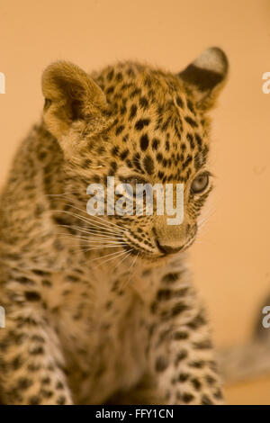 Big cat bébé ou jeune Leopard cub Panthera pardus , le parc national de Ranthambore , Rajasthan , Inde Banque D'Images