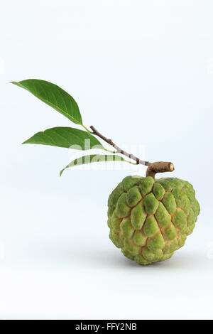 Fruits , l'anone ou sitaphal l'annona squamosa sugar apple sur fond blanc Banque D'Images