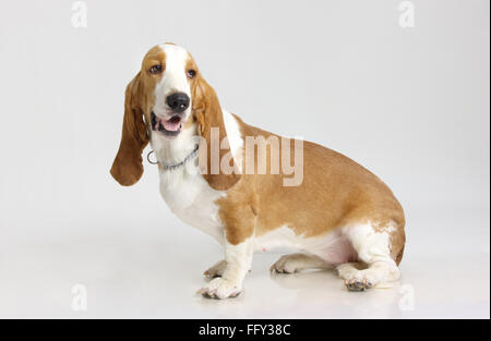 Basset Hound Dog femme posant sur fond blanc Banque D'Images