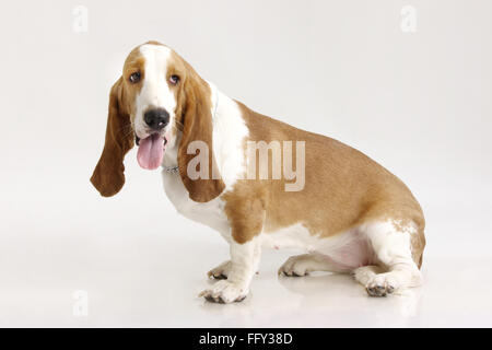 Basset Hound Dog femme posant sur fond blanc Banque D'Images