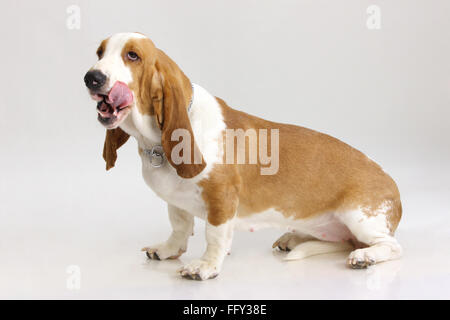 Basset Hound Dog femme posant sur fond blanc Banque D'Images