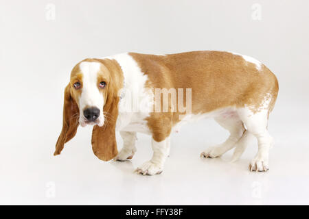 Basset Hound Dog femme posant sur fond blanc Banque D'Images