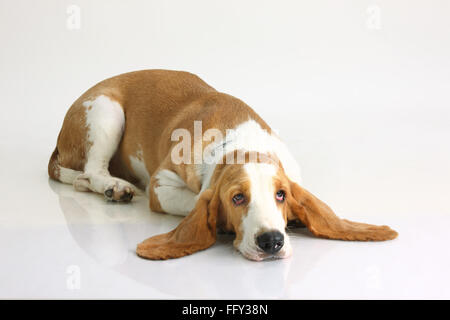 Basset Hound Dog femme posant sur fond blanc Banque D'Images