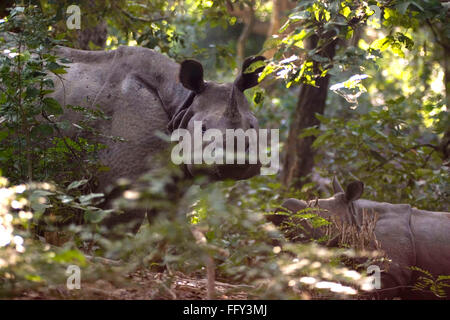 Un rhinocéros indien cornu et son veau Rhinoceros unicornis dans Parc national Dudhwa , Uttar Pradesh, Inde Banque D'Images