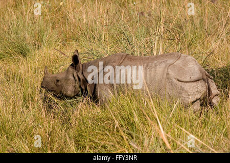 Un Indien Rhinoceros unicornis cornu dans le Parc national Dudhwa , Uttar Pradesh, Inde Banque D'Images