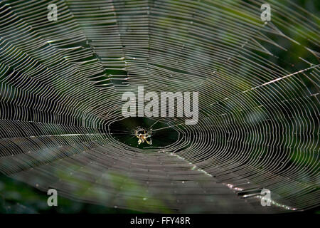 Dans l'Araignée orb web , Parc national Dudhwa , Uttar Pradesh, Inde Banque D'Images