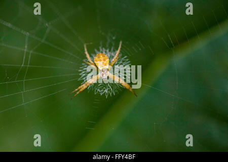 Dans l'Araignée orb web , Parc national Dudhwa , Uttar Pradesh, Inde Banque D'Images