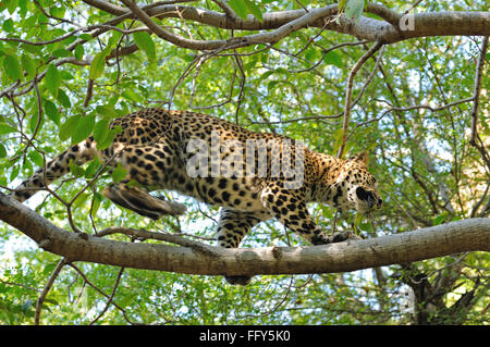 Panthera pardus léopard sur l'arbre ; la réserve de tigres de Ranthambore Rajasthan ; Inde ; Banque D'Images