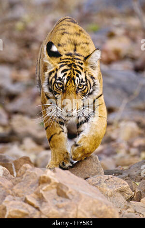 Jeune tigre du Bengale panthera tigris Walking Ranthambore réserve de tigres réserve naturelle Parc national Rajasthan Inde faune indienne Banque D'Images