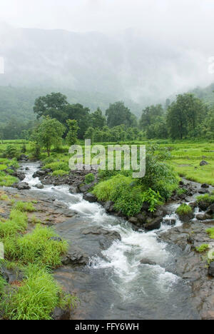 Paysage Malshej la mousson en courant le long des ruisseaux de fusionner en river Bhima , Malshej ghat , MAHARASHTRA , INDE Banque D'Images